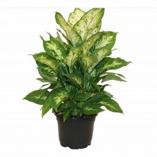 Dieffenbachia Easy to Grow Live House Plant from Delray Plants, 6-inch Grower Pot   553130615